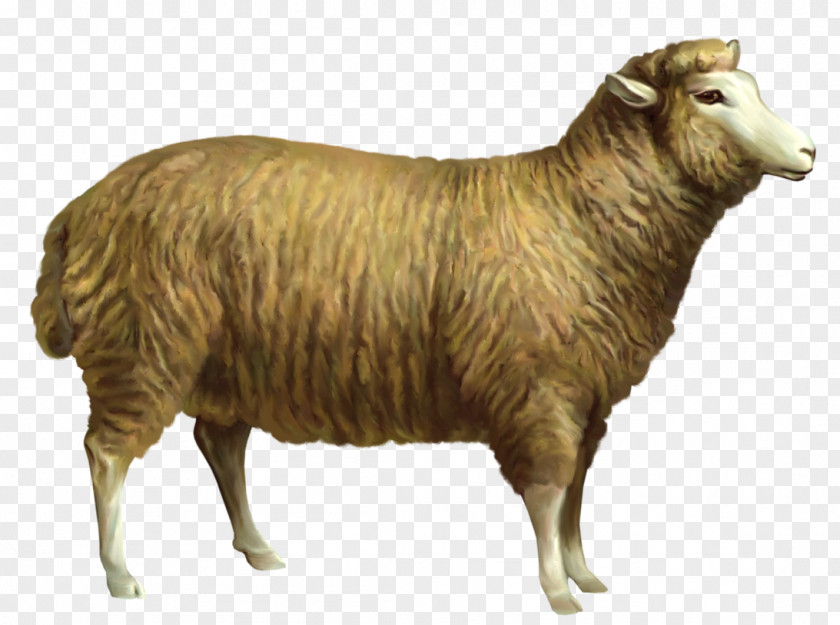 Sheep Clipart Picture Clip Art PNG
