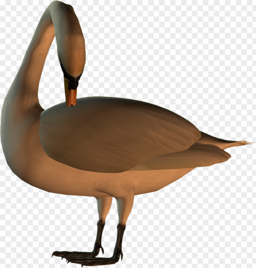 Swan Cygnini Goose Duck Bird Anatidae PNG