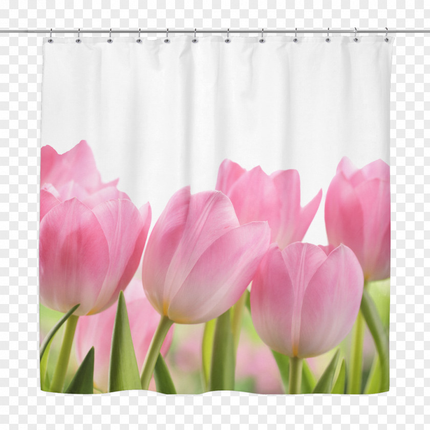 Tulip Cut Flowers Image Stock.xchng PNG