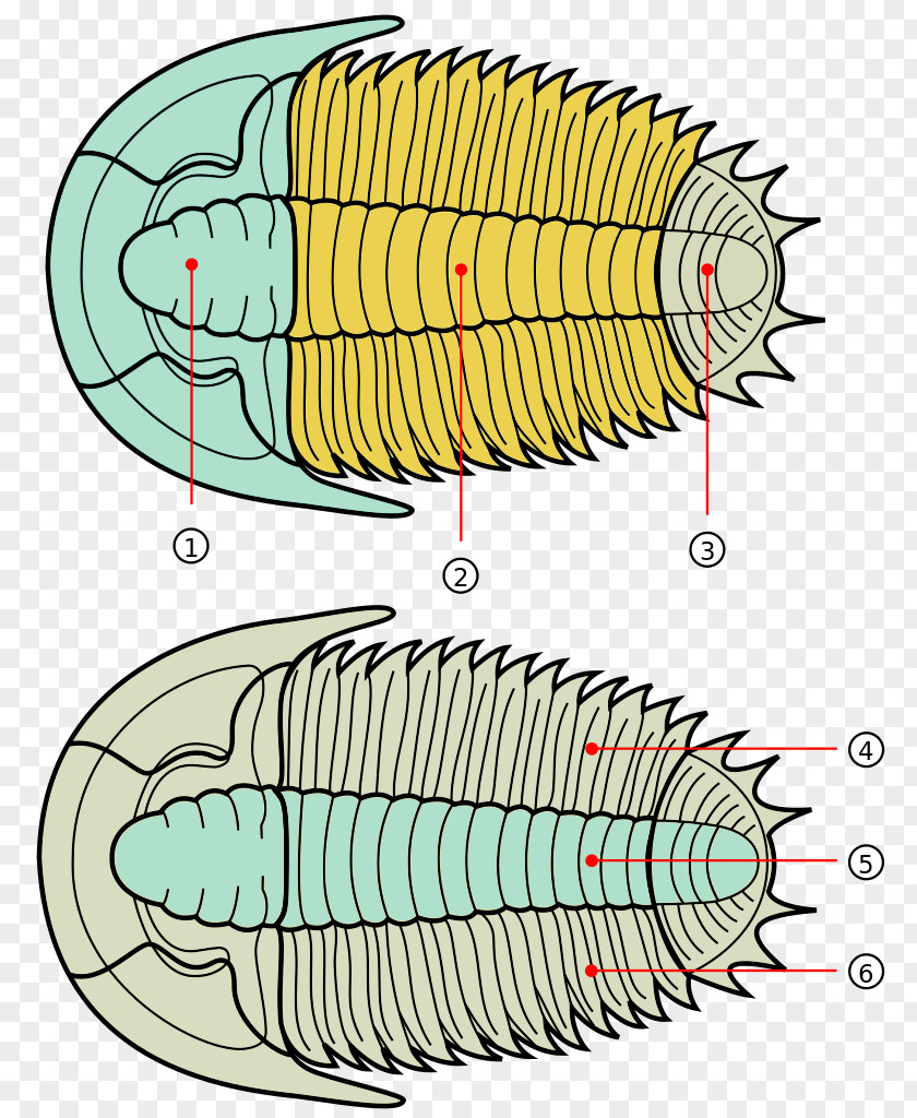 Anatomy Fossil Isotelus Cephalon Phacopida PNG