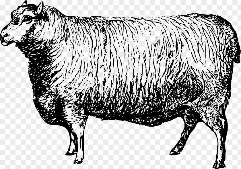 Domba Merino Ox Texas Longhorn Bighorn Sheep Saanen Goat PNG