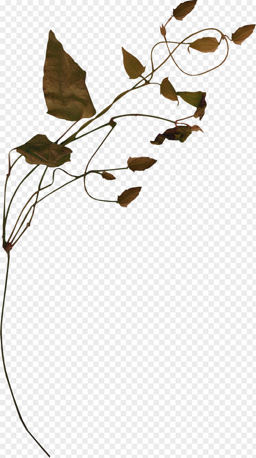 Green Leaves Bindweed Vine Tree Clip Art PNG