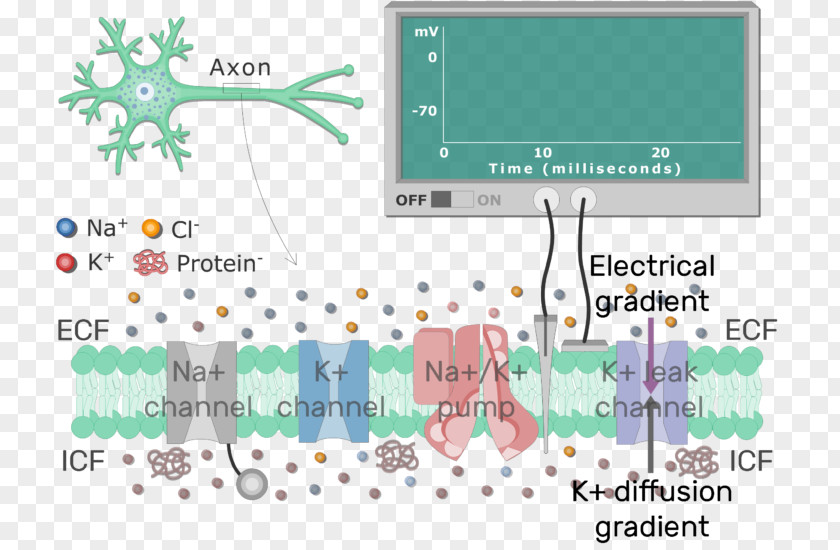 Junctions Between Neurons Resting Potential Cell Membrane Neuron Biological PNG