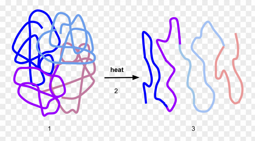 Physical Structure Denaturation Protein Enzyme Folding PNG