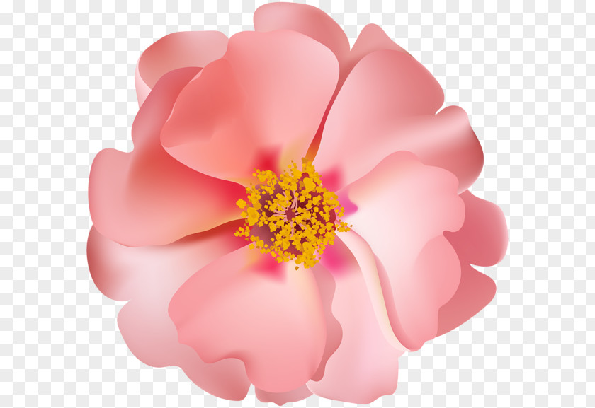 Rose Clip Art PNG