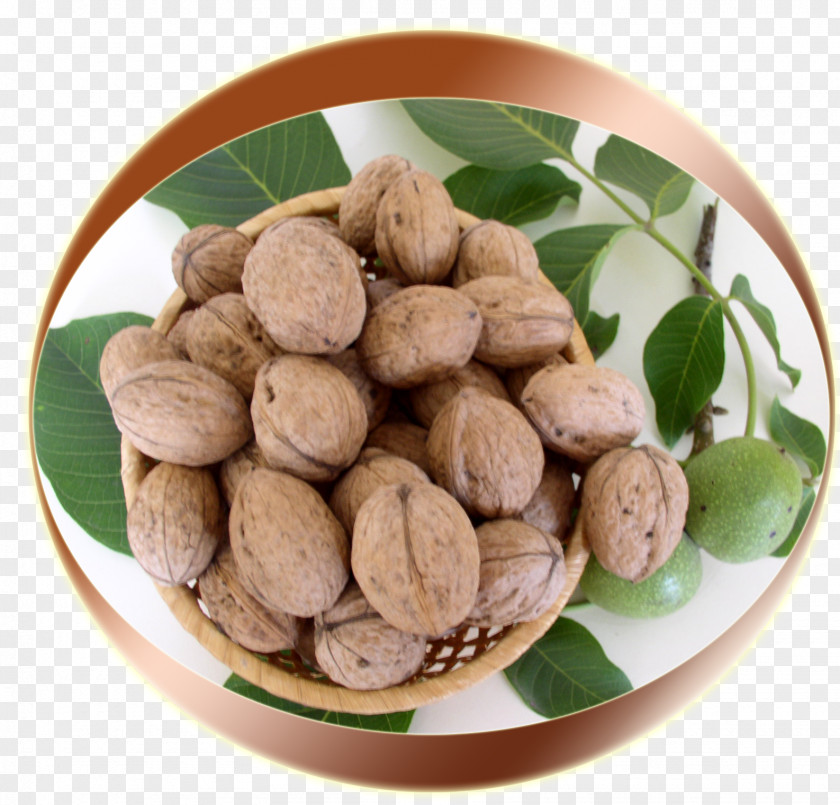 Walnut English Nucule Vegetarian Cuisine PNG