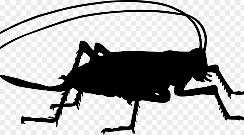 Bug Silhouette Black Clip Art Vector Graphics Image Free Content PNG