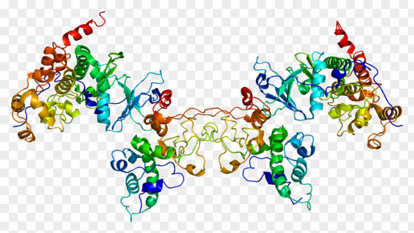 Casein Kinase 2, Alpha 1 CSNK2B Protein PNG