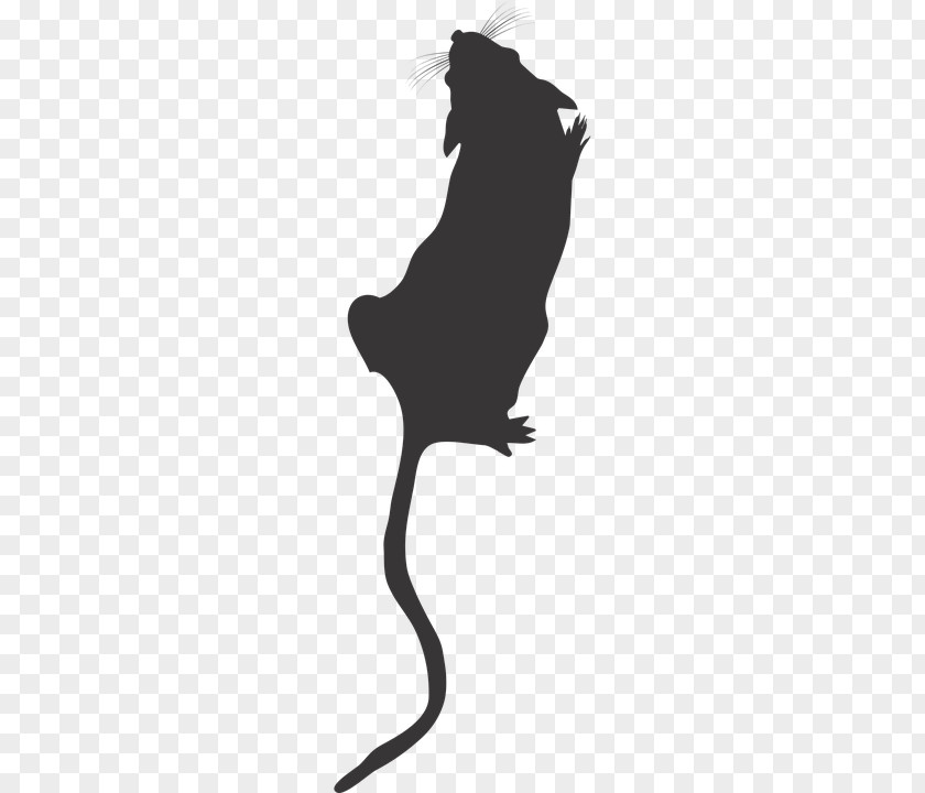 Cat Mouse Rat Rodent Clip Art PNG