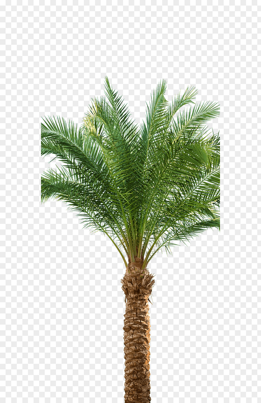 Date Palm Babassu Asian Palmyra Arecaceae Oil Palms PNG