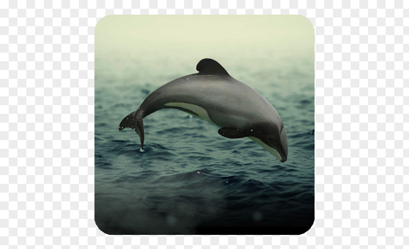 Dolphin Striped Common Bottlenose Short-beaked Wholphin Rough-toothed PNG