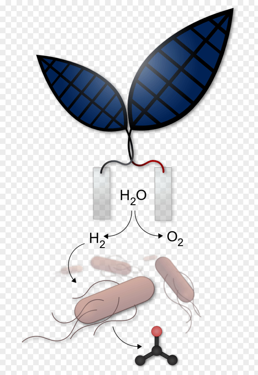 Energy Artificial Photosynthesis Leaf Sunlight PNG