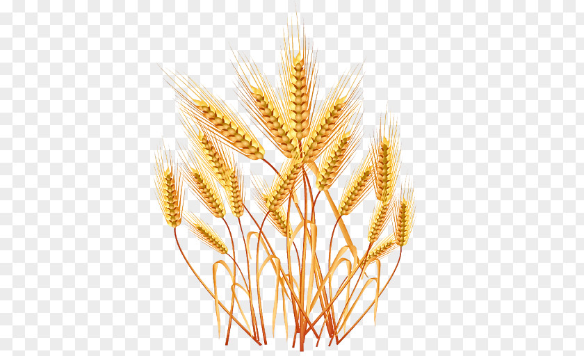 Grass Whole Grain Wheat PNG