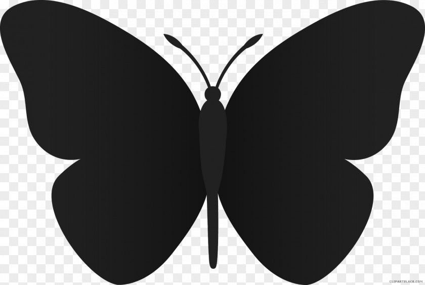 Butterfly Clip Art Image Download Free Content PNG