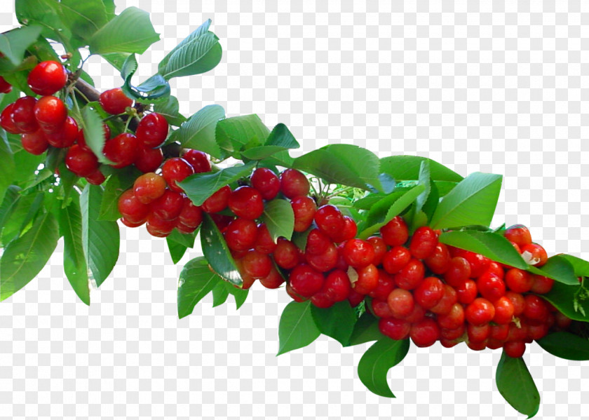 Dates Fruit Banner Focus Valle Del Jerte Cerasus Sour Cherry Cherries PNG