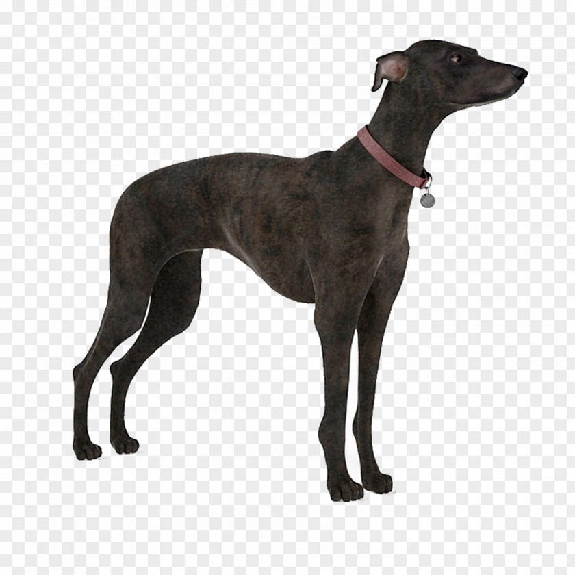 Hound,dog Dog Autodesk 3ds Max 3D Modeling Computer Graphics Texture Mapping PNG