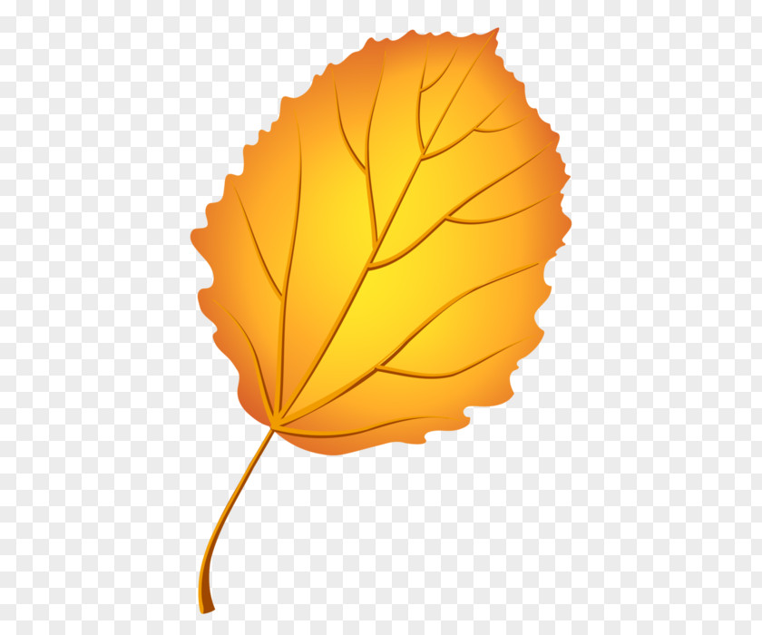 Leaf Autumn Color European Aspen Tree PNG