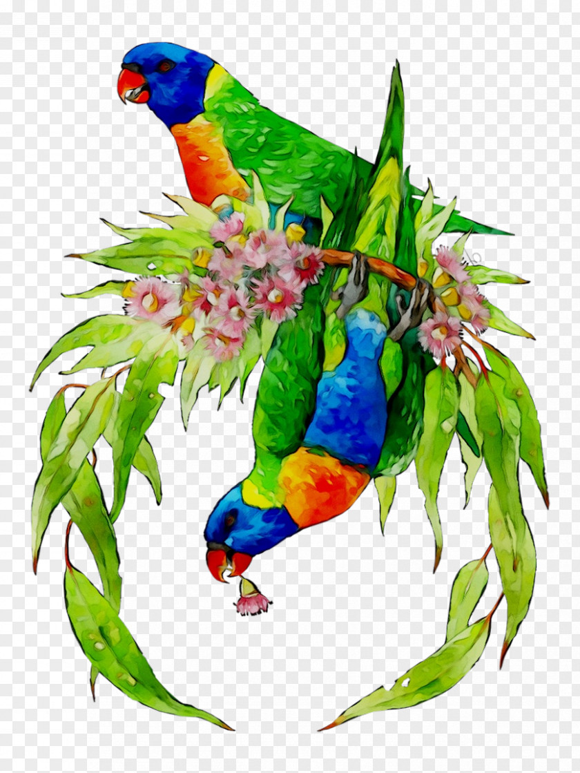 Lovebird Macaw Loriini Parakeet Feather PNG