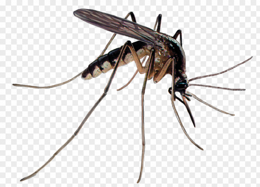 Mosquito Control Pest Insecticide PNG