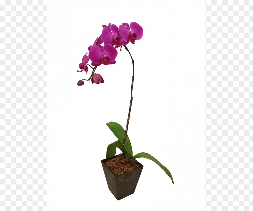Purple Orchid Moth Orchids Plant Cattleya Flower PNG
