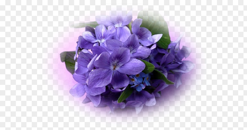Violet Mauve Plantes Et Fleurs Flower Purple PNG