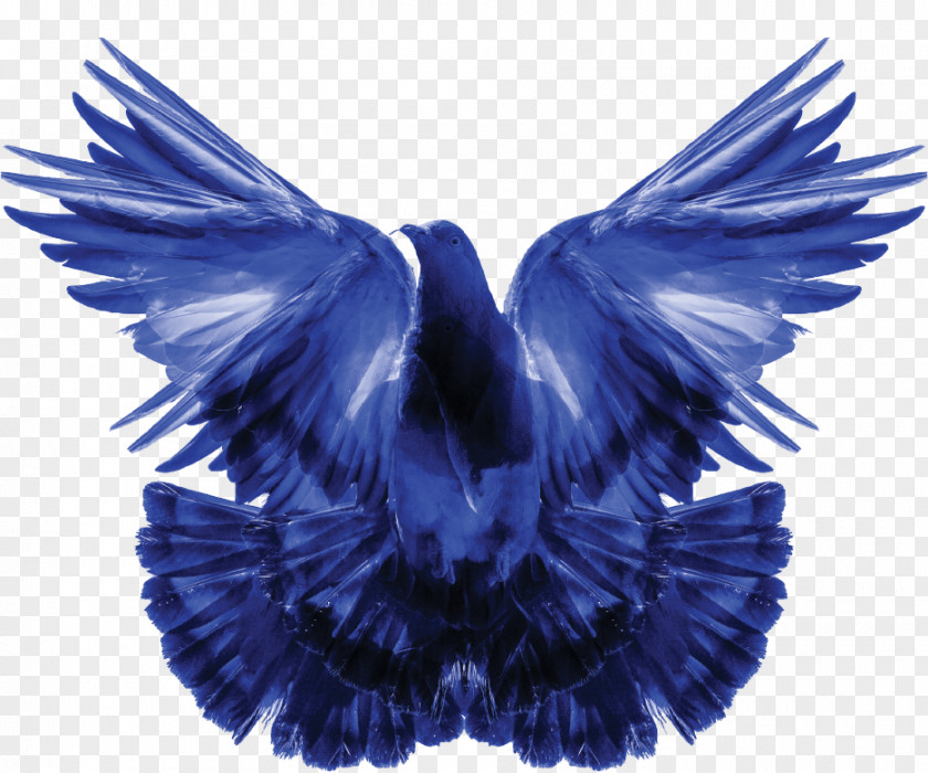 Blue Dove When The Future Ended Columbidae HITE Collection Video Arabella City Real Estate Investments & Contracting PNG