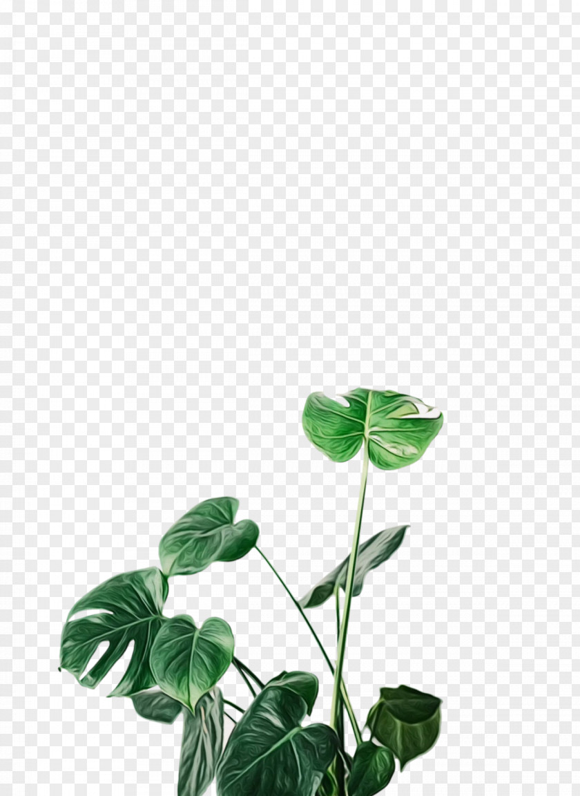 Leaf Plant Stem Herb Plants Science PNG