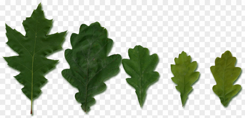 Leaf Vegetable Plant Stem Tree PNG