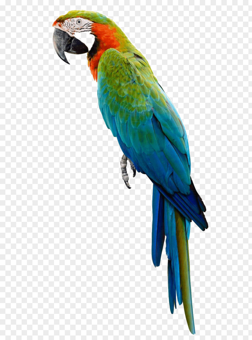 Parrot Amazon Bird Macaw Stock Photography PNG