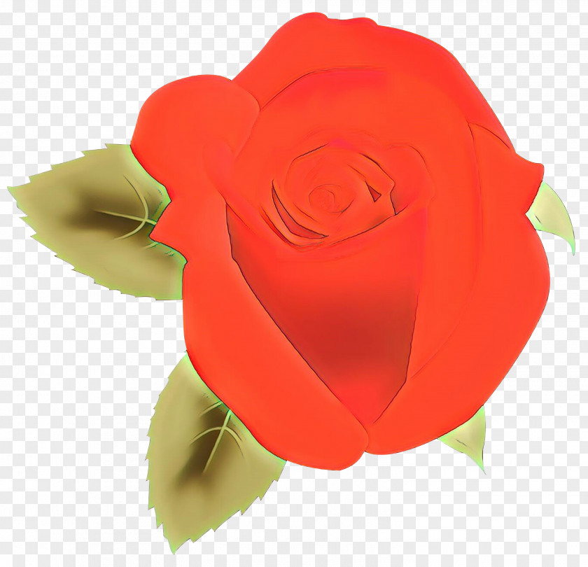 Perennial Plant Hybrid Tea Rose Pink Flower Cartoon PNG