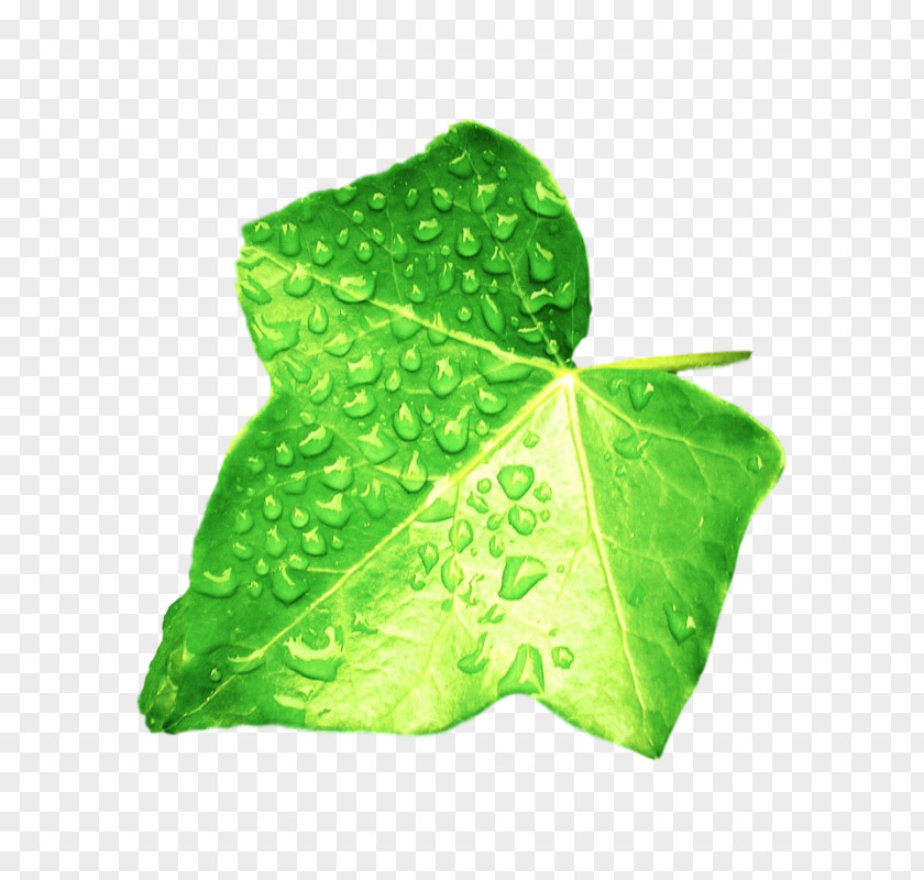 Plant Leaf Rain Duckweeds PNG