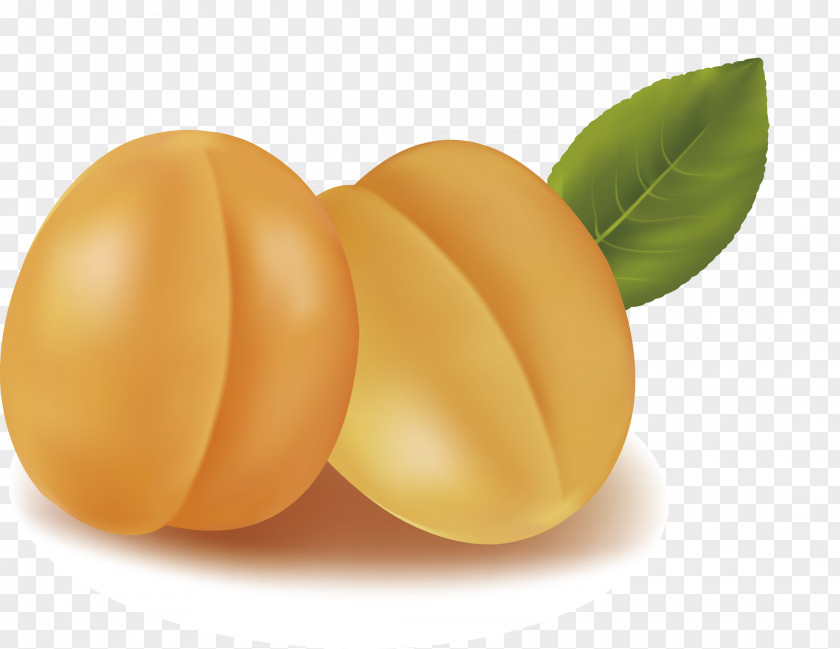 Apricot Fruit Picture Material Vector Android PNG