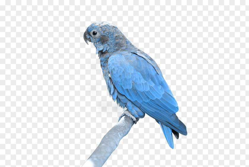 Bird True Parrot Clip Art PNG