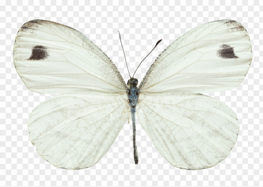 Butterfly Brush-footed Butterflies Pieridae Cabbage White Large PNG