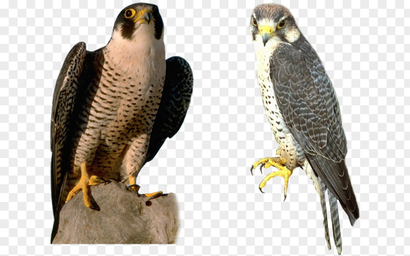 Falcon Bird PNG