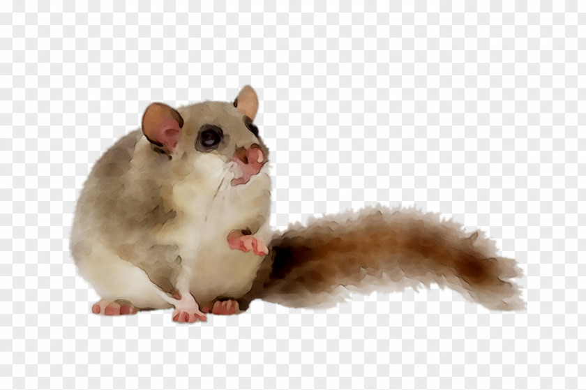 Gerbil Dormouse Computer Mouse Fur Whiskers PNG