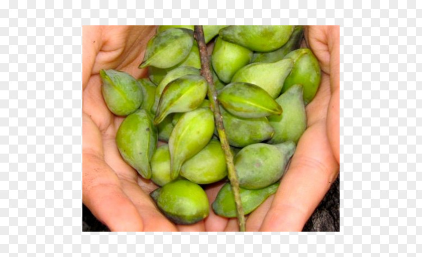 Kakadu Plum Fruit Food Prunus Sect. PNG