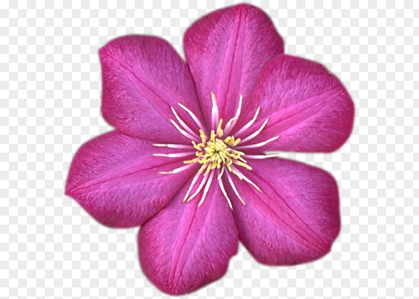 相机logo Flower Garden Roses Almaty Desktop Wallpaper Clip Art PNG