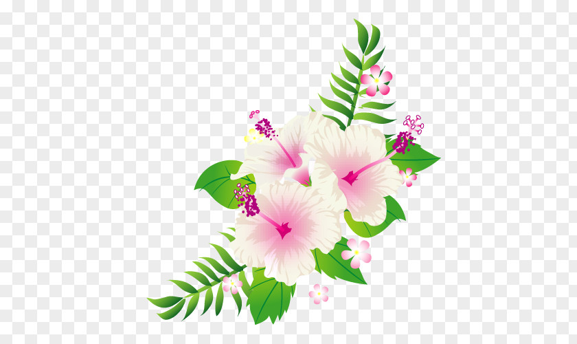 Shoeblackplant Cut Flowers Roselle Smartphone ラクマ PNG
