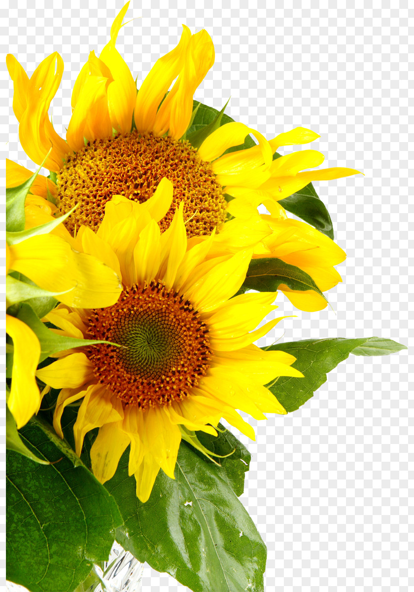 Sunflower Sunflowers Common Royalty-free PNG