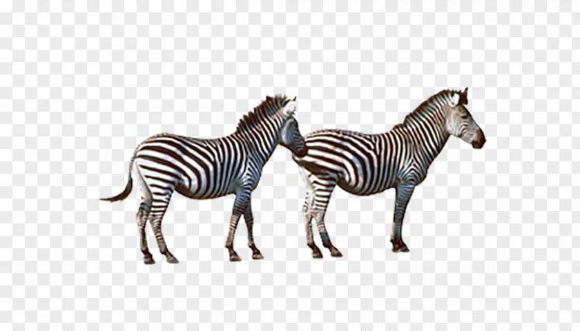 Two Zebra Quagga Horse PNG