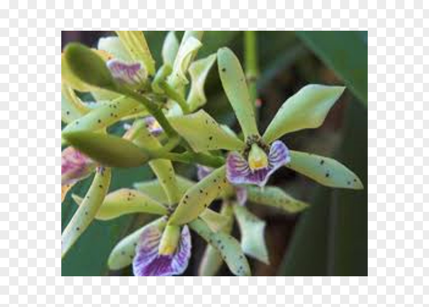 Appendage Orchid Epidendrum Cattleya Orchids Prosthechea Prismatocarpa Encyclia PNG