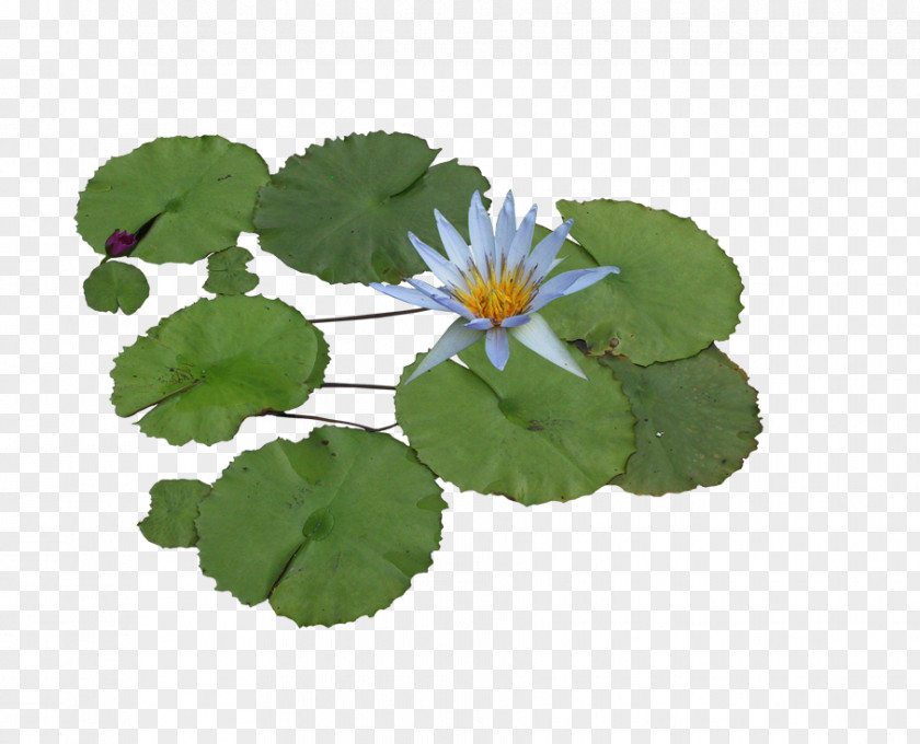 Aquatic Lotus Nelumbo Nucifera Water Lily Plant Clip Art PNG