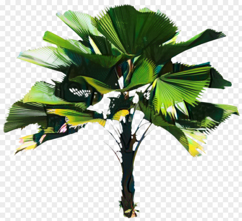 Asian Palmyra Palm Coconut Leaf Borassus PNG