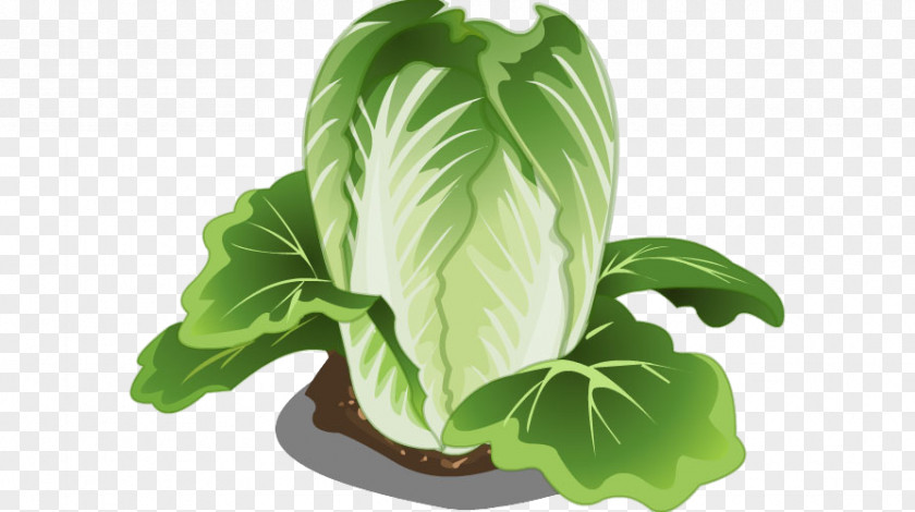Chinese Cabbage Penglai Vegetable Institute Napa PNG