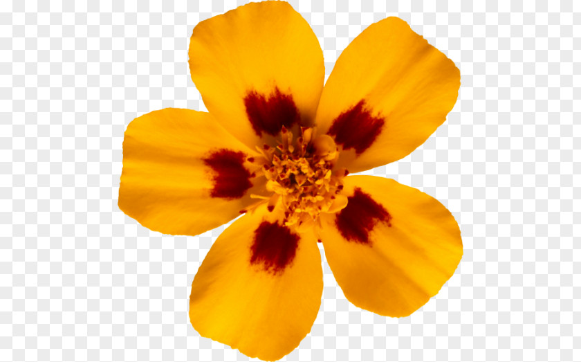 Flower Mistaken Adversary Yellow PNG