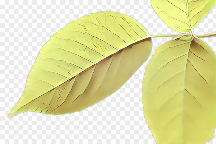 Flowering Plant Swamp Birch Leaf Tree Yellow Flower PNG