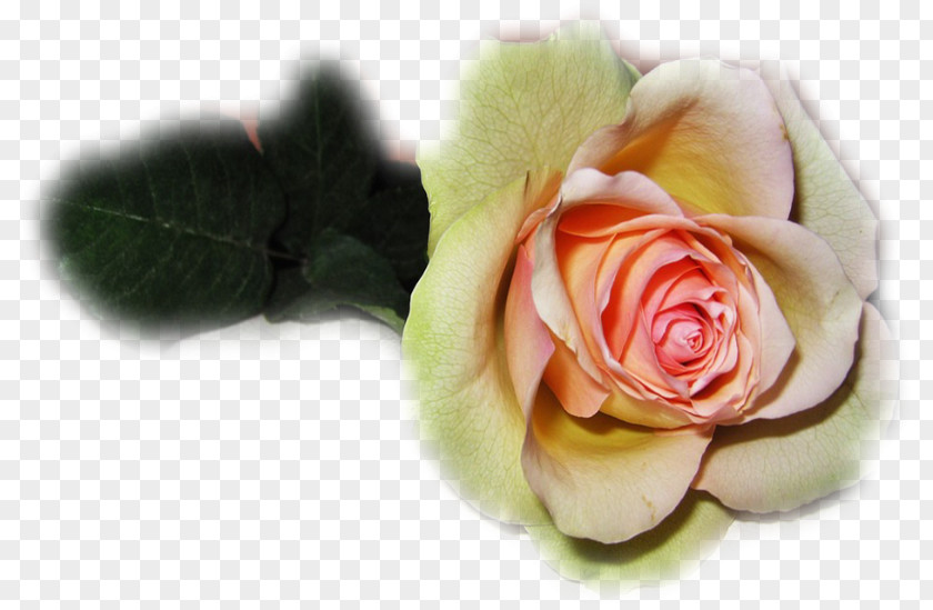 Gift Garden Roses Wedding Love Last Tears PNG