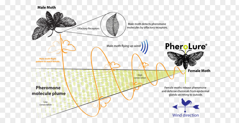 Male Scale Insect Butterfly Moth Wing Graphics PNG