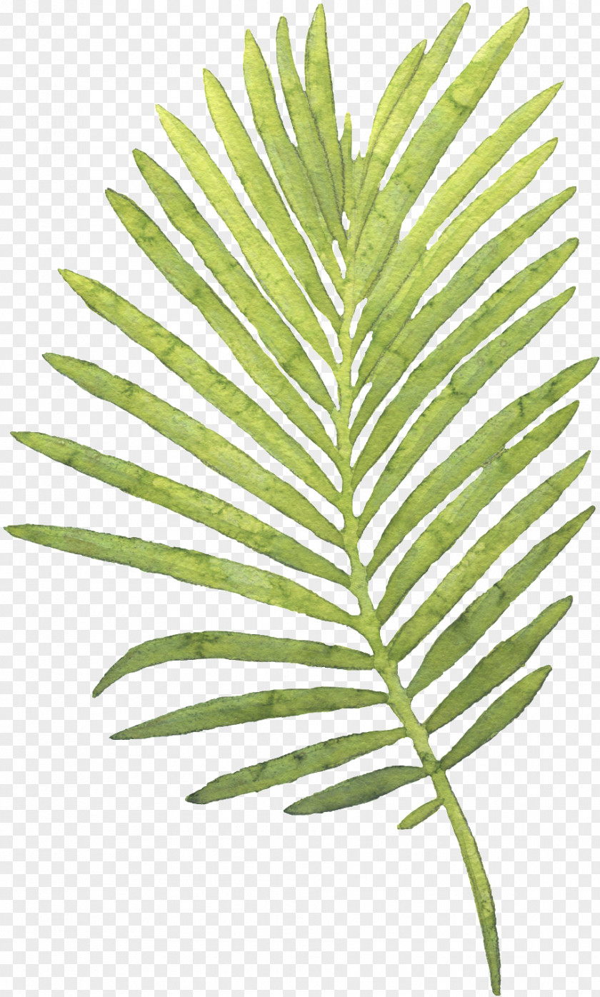 Painting Palm Trees Watercolor Leaf PNG